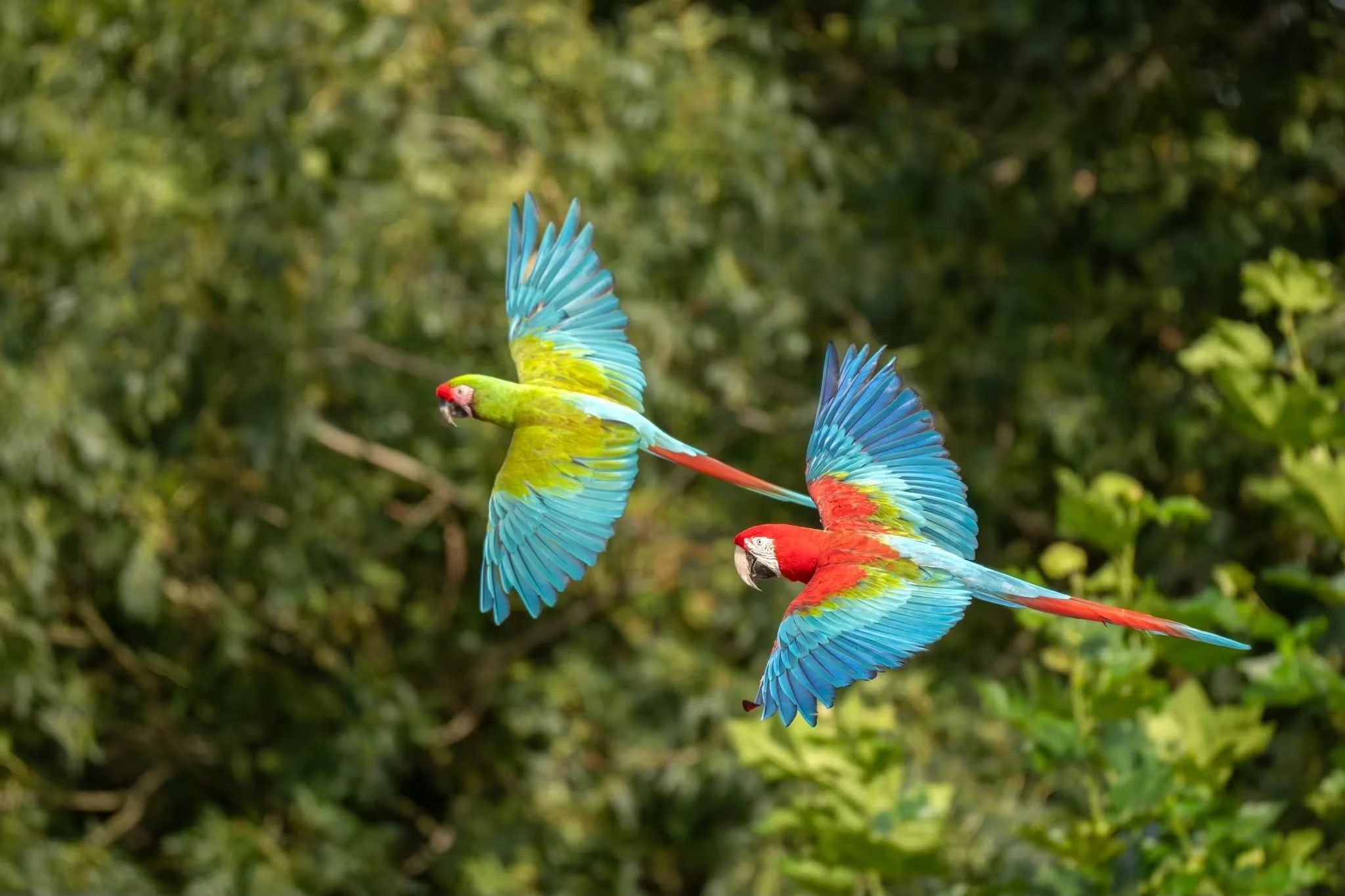 Excursie naar Avifauna en boottocht over de Zuid-Hollandse plassen